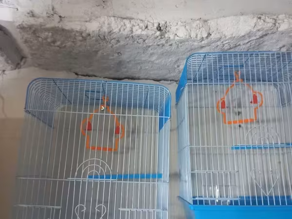 Նոր վանդակներ են