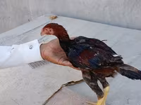 Chickens — photo 7