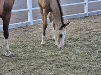 Hengst, Akhal-Teke — Foto 3