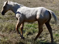 Koń, Quarter Horse — zdjęcie 3