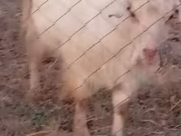 Goat, Goats — photo 2