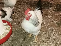 Chickens — फ़ोटो 2