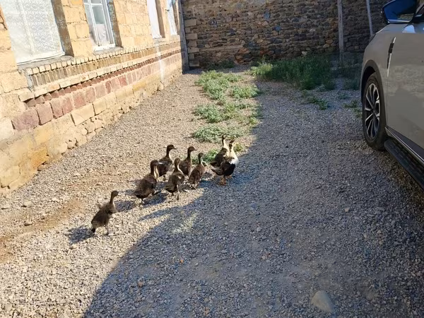 Ducks — Azərbaycan