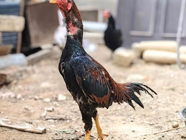 ياباني بانتام