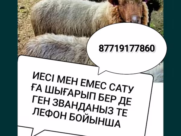 نعجة, الأغنام