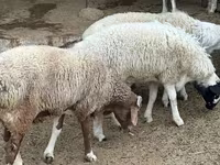 Sheep (batch, sex not specified), Sheep — photo 1