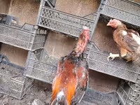 Chickens — الصورة 5