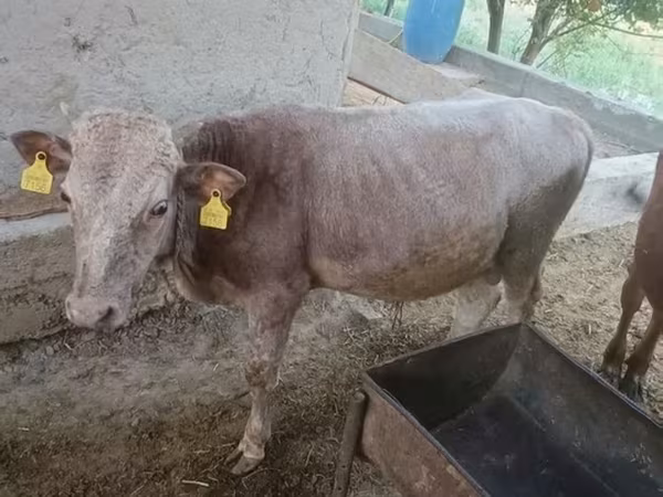 Bull, Simmental cattle