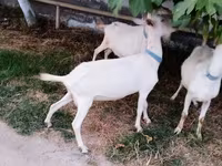 Goat, Saanen goat — photo 3