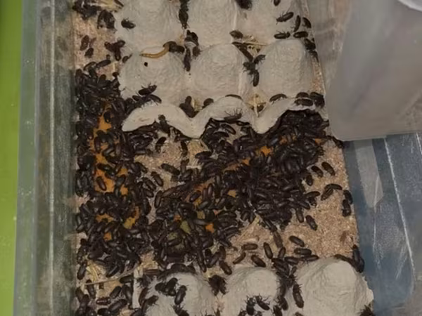 🐛 Canlı Un Qurdu Satılır! ✔️ Təzə və sağlam ✔️ Toyuqlar, quşlar və