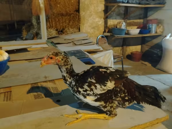 Chickens — Azerbaijan