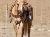 At, Quarter Horse — foto 8