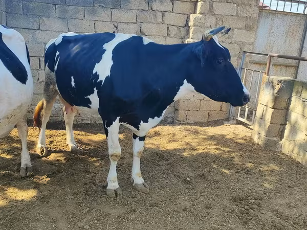 İnək, Russian Black pied cattle — Azərbaycan