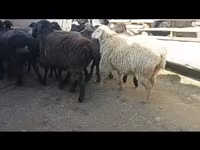 Owca, Hissar sheep — zdjęcie 4