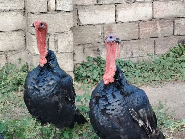 Turkeys — Azerbaijan