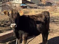 Cow, Swiss cattle — photo 5
