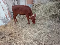 Vaca, Ganado vacuno — foto 2