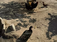 Ducks — foto 2