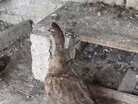 Ev Muskovisi — foto 3