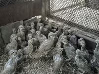 Guinea fowl — Foto 1