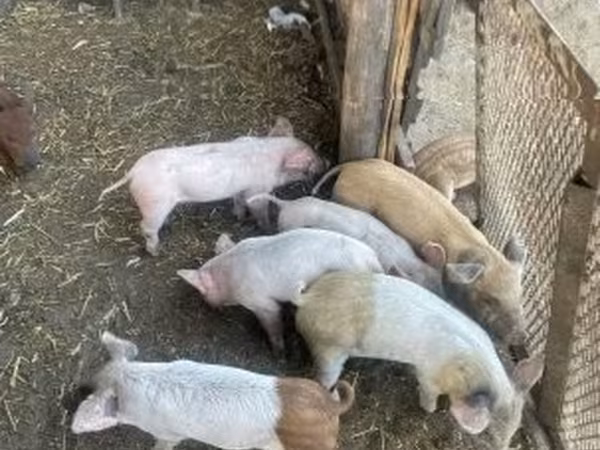 Урук чочко, Чочколор