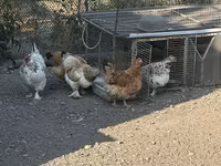 Çex Qızıl Alacalı Toyuq — foto 4