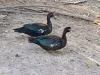 Ducks — 照片 7