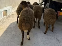 Qoç, Qoyunlar — foto 3