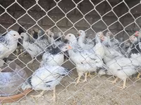 Chickens — photo 2