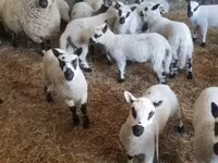 मेढ़ा, Cerry Hill sheep — फ़ोटो 3