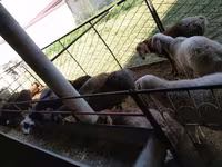公羊, Sheep — 照片 3