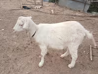 Koza, Saanen goat — foto 1