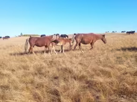 Klisna, Horse breed — foto 1