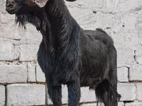 Keçi, Anatolian Black goats — foto 3