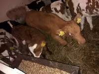 Buğa, Simmental cattle — foto 2