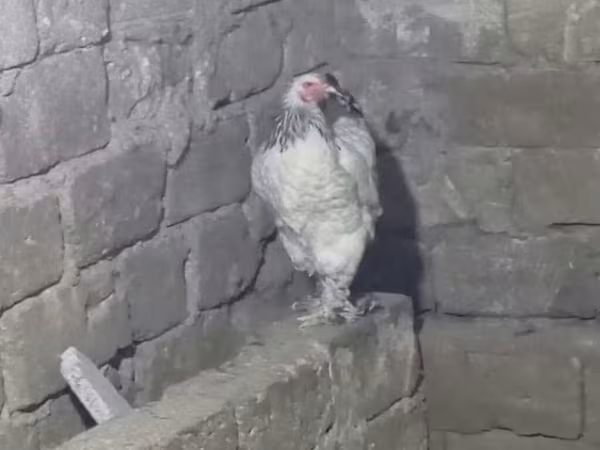 Brahma — Azerbaijan