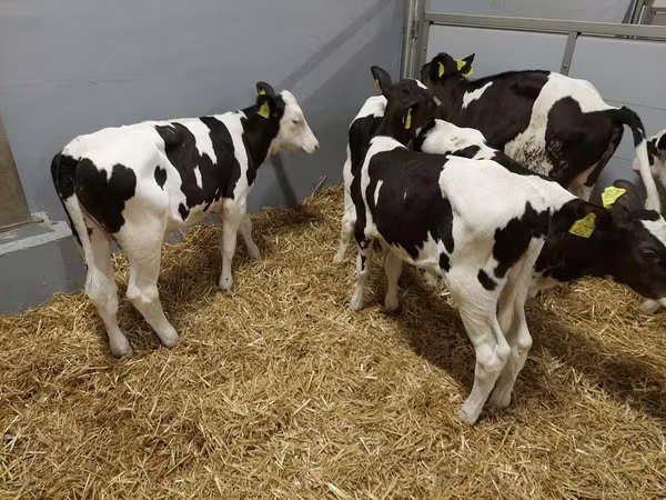 母牛, Holstein breed