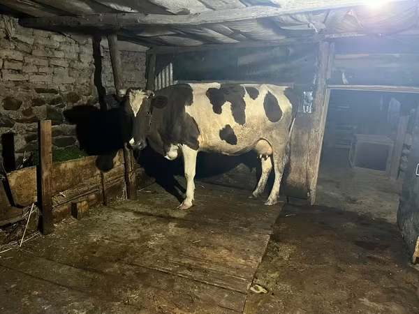 Cow, Russian Black pied cattle — Azerbaijan