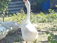 Linda — foto 4