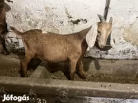 Cabro, Nubian Goat — foto 1