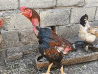 Chickens — photo 2