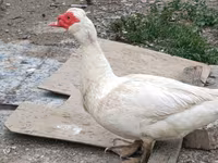 Ducks — photo 2