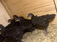 Australian Pit Game fowl — photo 4