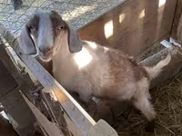 Goat, Goats — photo 4