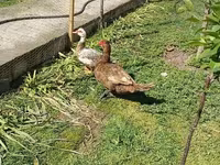 Ducks — फ़ोटो 2