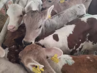 Buğa, Simmental cattle — foto 1