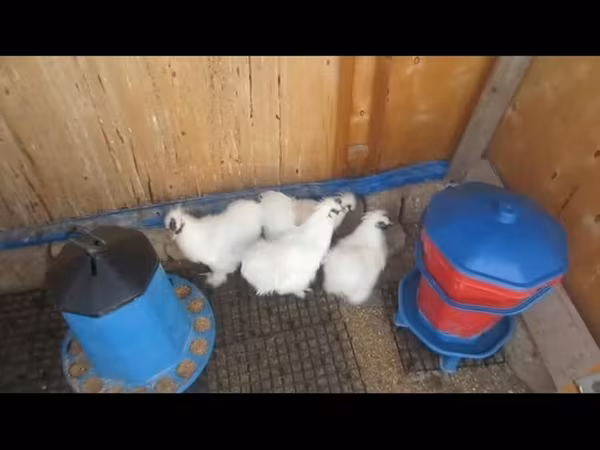 Chickens
