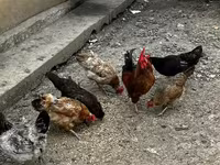 Chickens — الصورة 5