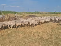 Sheep, Sheep — photo 6