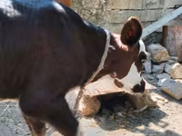 İnək, Simmental cattle — foto 2